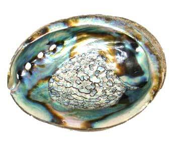 3" - 4" Abalone Shell incense burner