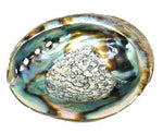 3" - 4" Abalone Shell incense burner